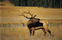 Idaho Hunting Land | Elk Hunting