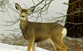 Idaho Hunting Land