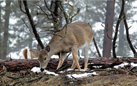 Idaho Hunting Property